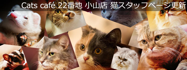 22番地:猫スタッフページ更新